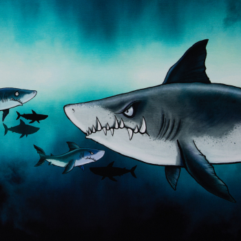 French Terry  Panel Shark Tank by Thorsten Berger mit großem Hai