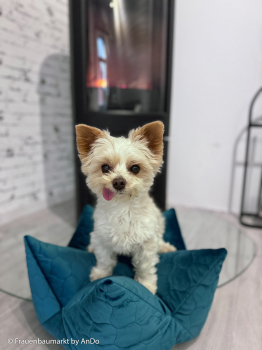 Preview: Osaka- Samt - Stepper in petrol